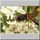 Stenichneumon culpator - Schlupfwespe w030c 16mm-fdet02b-Joel Valemberg.jpg